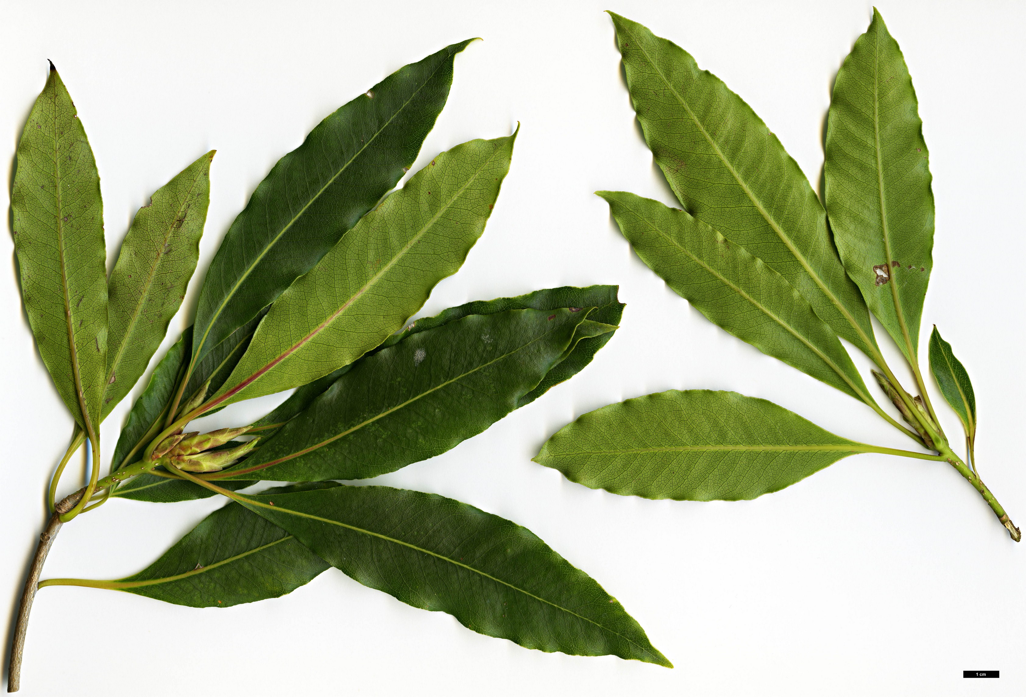 High resolution image: Family: Pittosporaceae - Genus: Pittosporum - Taxon: undulatum High resolution image: Family: Pittosporaceae - Genus: Pittosporum - Taxon: undulatum